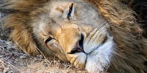 Kruger, Victoria Falls & Cape Town Comfort Tour